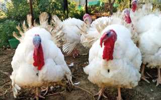 Куры орпингтон: описание породы, отзывы + фото