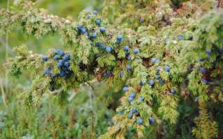 Какими лечебными свойствами обладают маленькие плоды можжевельника