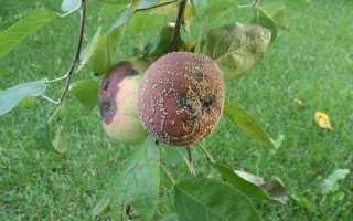 Гриб монилия (Monilia): причина монилиоза на плодовых деревьях