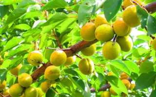 Выбираем сорт абрикоса для сибири. Абрикос сибирский: фото, описание, уход Предупреждение и лечение заболеваний