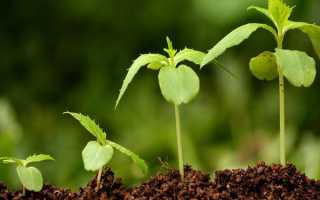 Стимуляторы роста растений — особенности применения препаратов