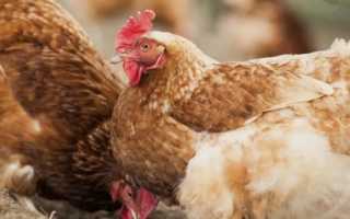 Куры Тетра. Полное описание породы, отзывы, фото и видео