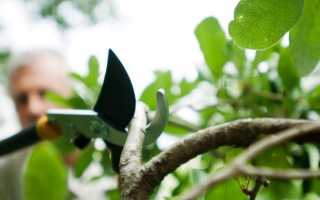 Бузина лекарственная и декоративная на даче