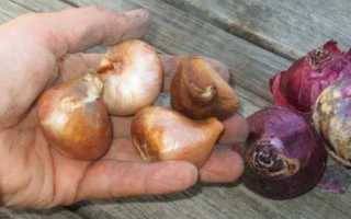 Время посадки тюльпанов осенью и, что делать, если не успели посадить их вовремя?