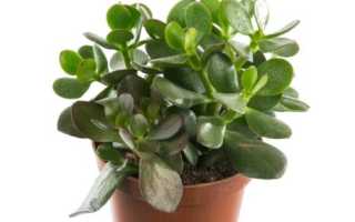 Толстянка (денежное дерево) — уход в домашних условиях, фото видов