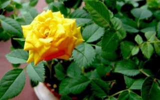 Причины почему не цветет роза в саду и что делать