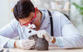 Конъюнктивит у кроликов