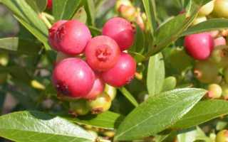 Голубика Денис Блю: описание и характеристики сорта, уход и выращивание