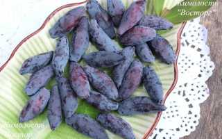 Жимолость сорт восторг