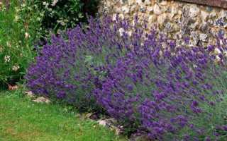 «Соседи удивились, что вместо картошки сажаем непонятные кусты». Молодечненка с семьей выращивает в деревне лаванду