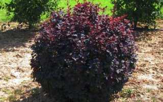 Барбарис оттавский `Сильвер Майлес`, Berberis ottawensis `Silver Miles`