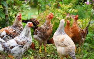 Как подрезать крылья курам, чтобы не летали