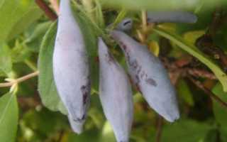 Жимолость Бакчарский великан описание и характеристика сорта, выращивание и уход, отзывы, фото