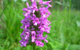 Буквица (растение): описание, фото, полезные свойства и применение в народной медицине