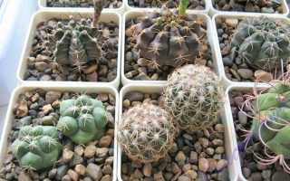 Грунт для кактусов: основные требования к почве и варианты в домашних условиях