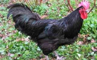 Про черных бородатых кур галан