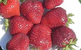 Сорт клубники вима — отзывы 	 Отрицательные. Нейтральные. Положительные. + Оставить отзыв Отрицательные отзывы nanomaestro http://tasha-jardinier.livejournal.com/252417.html?thread=2337793#t2337793 мн