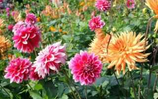 Чем подкармливать георгины в течение всего сезона