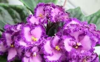 Секреты плановой пересадки узамбарских фиалок