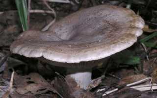 Засолка серушек холодным способом – пошаговый рецепт с фото, как засолить в домашних условиях