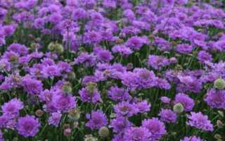 Скабиоза: посадка и уход за пушистой подушечкой в саду