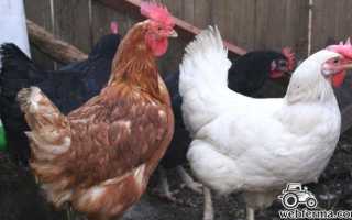 Куры Шейвер (браун, уайт, блэк): описание породы, характеристика, уход и кормление