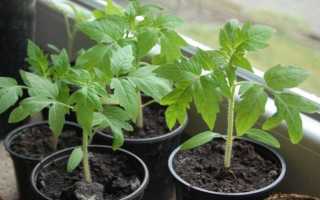 5 помидоров с многоплодными кистями, урожайность которых вас удивит