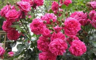 Описание розы “Лагуна” (плетистая) с отзывами и уходом