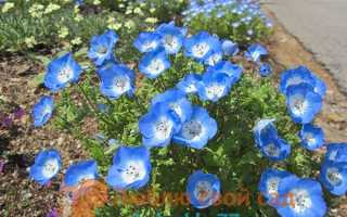 Цветок «Немофила»: описание, выращивание из семян, посадка и уход + фото