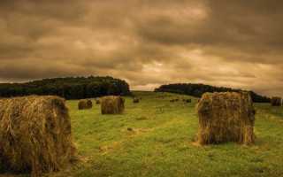 Свойства и виды сена, чем оно полезно и кому подходит