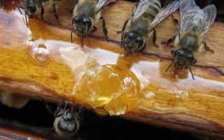 Сроки и способы осенней подкормки пчёл