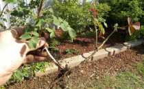 Черенкование роз осенью и другие способы размножения: пошаговая инструкция с фото