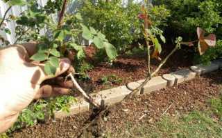 Черенкование роз осенью и другие способы размножения: пошаговая инструкция с фото