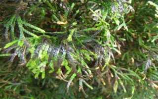 Почему туя чернеет: какие болезни и как их лечить