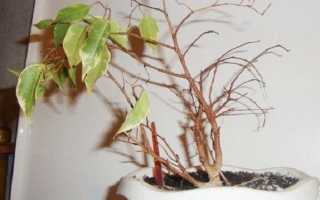 Фикус перестал расти что делать