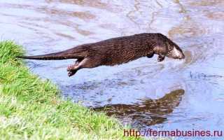 Чем отличается выдра от нутрии. Как готовить нутрию и ондатру