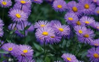 Когда и как сеять астру на рассаду для выращивания из семян в домашних условиях