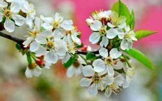 Через сколько лет плодоносит черешня после посадки