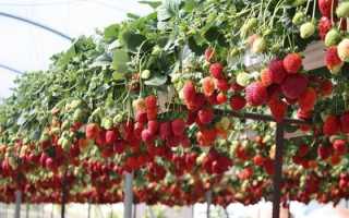 Как можно вырастить клубнику в горшке или кашпо, правила посадки и ухода