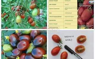 Томат альфа характеристика и описание сорта – помидор китальфа отзывы