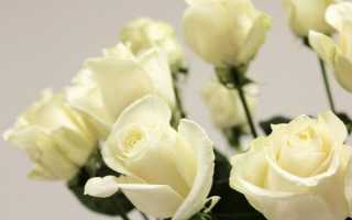 Все о голландских розах: особенности выращивания, посадки и ухода