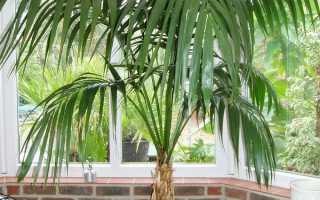 Стимуляторы роста для комнатных растений. Нужно ли применять?