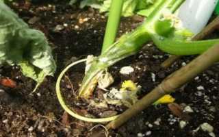 Распознавание пероноспороза огурцов и лечение недуга