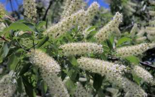 Черемуха виргинская, посадка и уход, в чем польза, рецепты заготовок