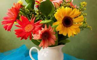 Как сохранить букет гербер в вазе дольше свежим? Как долго стоят герберы в воде?