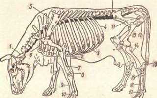 Строение скелета коровы с названиями костей