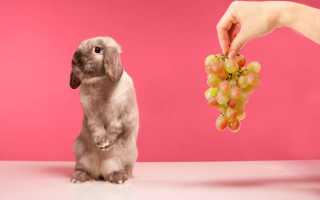 Можно ли давать кроликам виноградные листья или виноград?