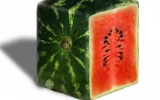 Описание и особенности выращивания квадратных арбузов