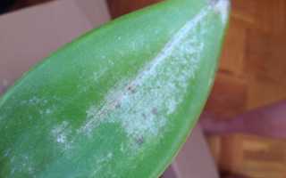 Интересные факты о том, как лечить белый липкий налет на орхидеях