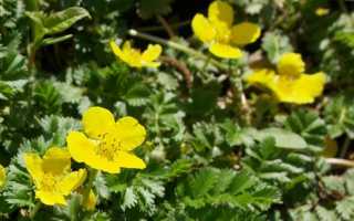 Полезные свойства и противопоказания травы лапчатка гусиная